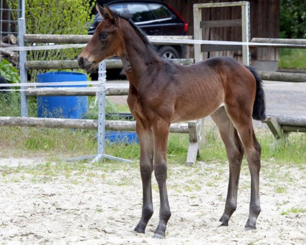 horse Beatrice (Hanoverian, 2015, from Buckingham) horse Beatrice (Hanoverian, 2015, from Buckingham)