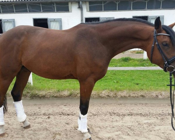 dressage horse Chuck (Little German Riding Horse, 2012, from Steendiek's Constantino)