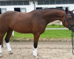 dressage horse Chuck (Little German Riding Horse, 2012, from Steendiek's Constantino)