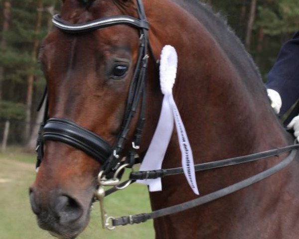 Deckhengst Don Akzentus (Oldenburger, 2002, von Donnerhall)