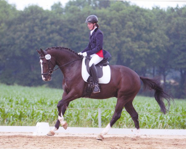 horse Dark Chocolate (Hanoverian, 2008, from Dancier)