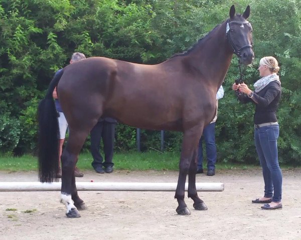 jumper Lejanero (Oldenburg, 2008, from Laureano)