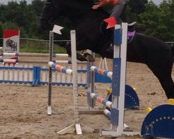 jumper Black Mamba (Westphalian, 2005, from Sir Bedo)