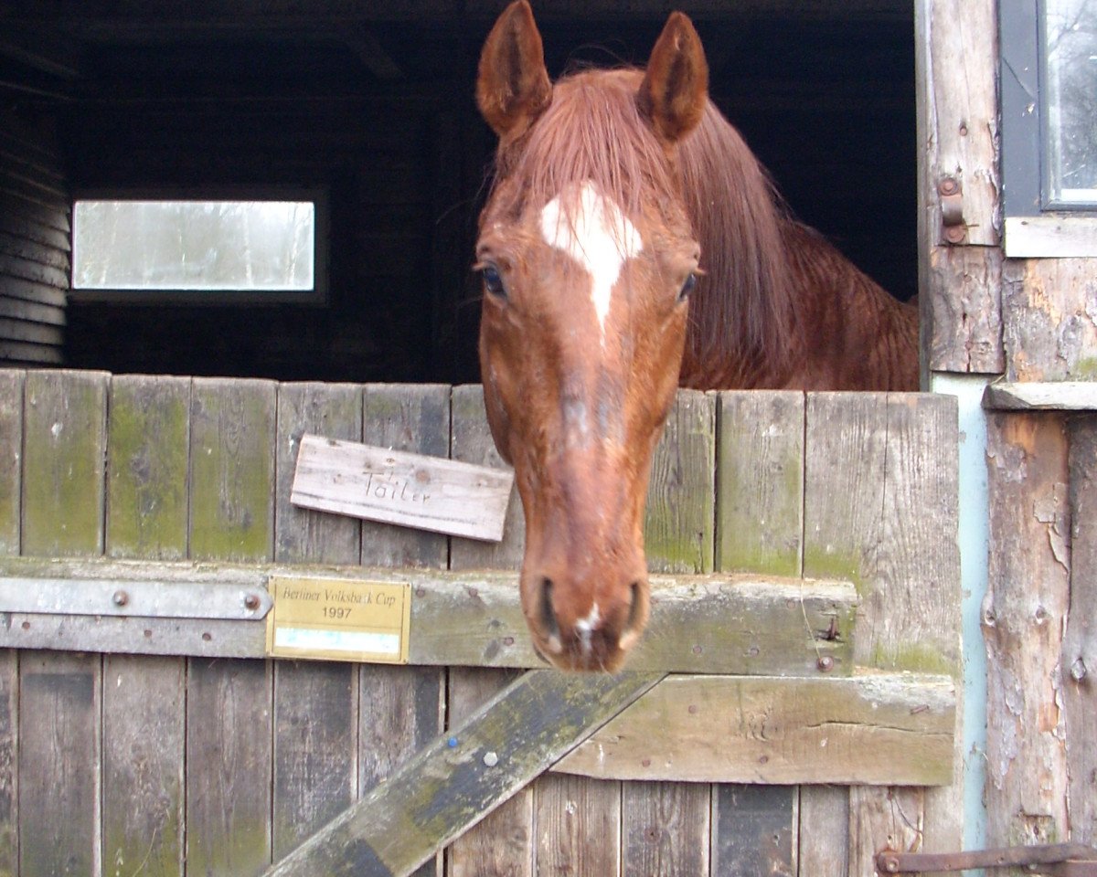 stallion Hemmingway (German Warmblood, 1997, from Hydriot)