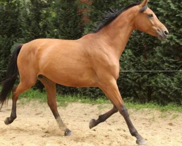 Zuchtstute Love Dream (Oldenburger, 2005, von Lordanos)