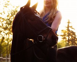 broodmare Sunshine Lady SH (Westphalian, 2007, from Sandro Bedo)