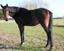Dressage horse Hashtag Loony Lightning (Hanoverian, 2011, from Hofrat)