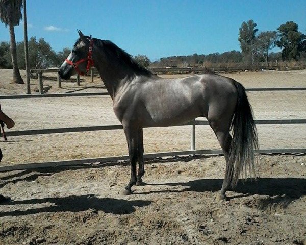 Pferd Yacomio (Hispano-Araber, 2010)