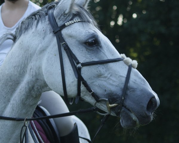 dressage horse Hutor (Polish Warmblood, 2006, from Halogen)