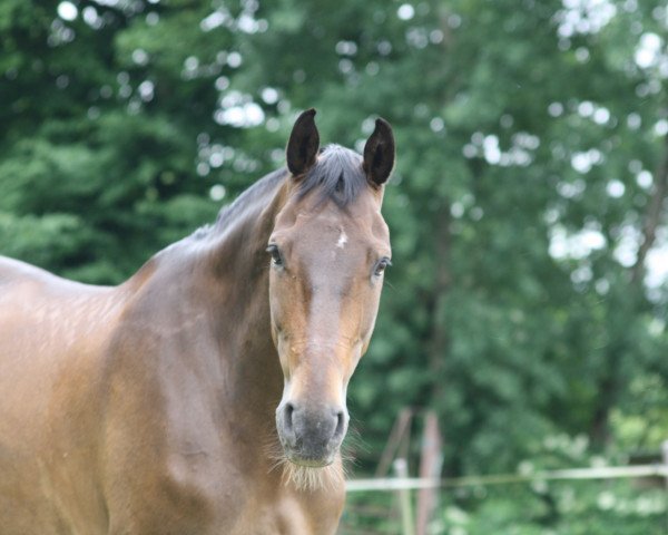 Dressurpferd Savoy 43 (Hannoveraner, 1995, von Silvio I) Dressurpferd Savoy 43 (Hannoveraner, 1995, von Silvio I)