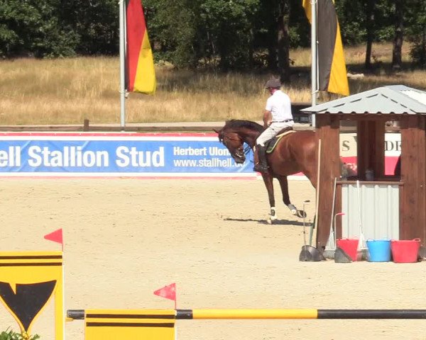 Reitturnier Westergellersen 2020