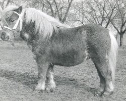 Pferd Ulverscroft tot Sunshine (Shetland Pony (unter 87 cm), 1980, von Ulverscroft Tot Timbrill)