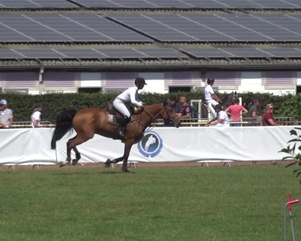 FEI Reitturnier Eschweiler (GER) 2020