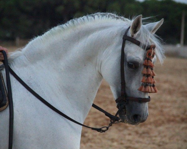 Pferd Bandadoso XLVII (Pura Raza Espanola (PRE), 2002)