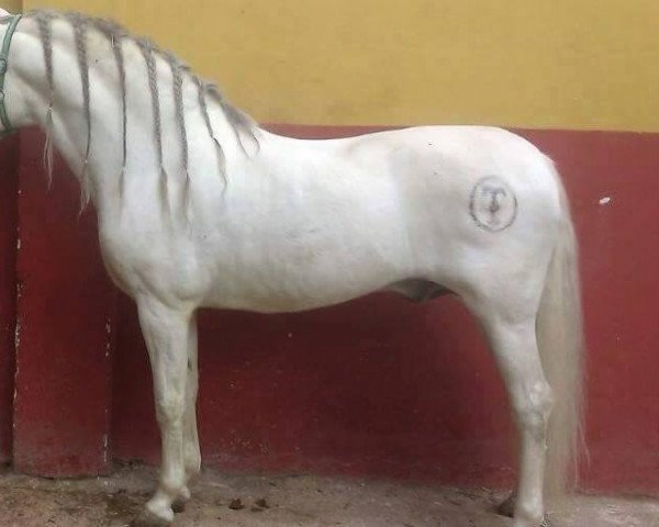 Deckhengst Cenes (Pura Raza Espanola (PRE), 2002)