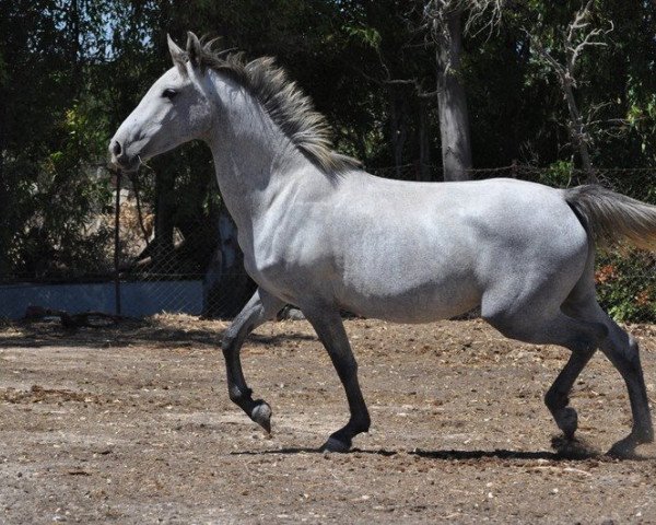 Pferd Fulgorosa (Hispano-Araber, 2013)