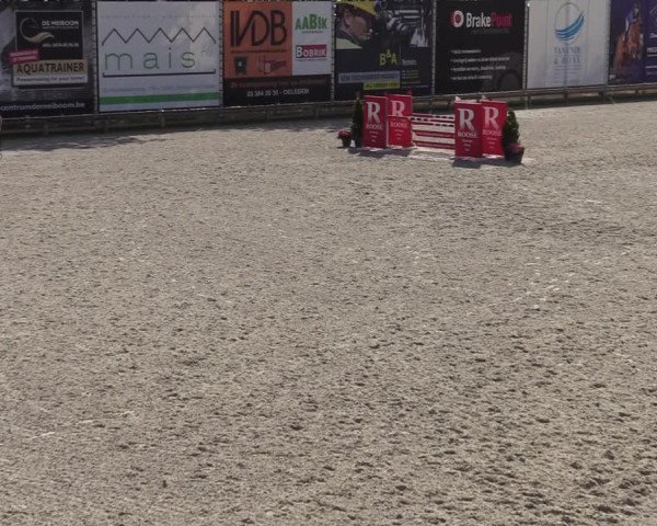 Gold +Cyclus Jonge Paarden in Lier (BEL) 2020