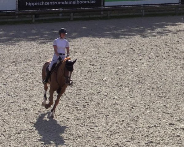 Gold +Cyclus Jonge Paarden in Lier (BEL) 2020