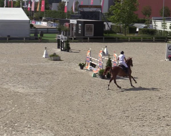 Gold +Cyclus Jonge Paarden in Lier (BEL) 2020