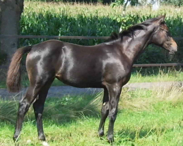 broodmare Cantana C. (Oldenburg show jumper, 2015, from Diatendro)