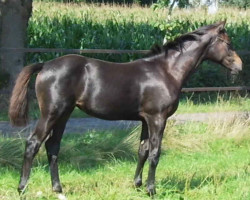 broodmare Cantana C. (Oldenburg show jumper, 2015, from Diatendro)