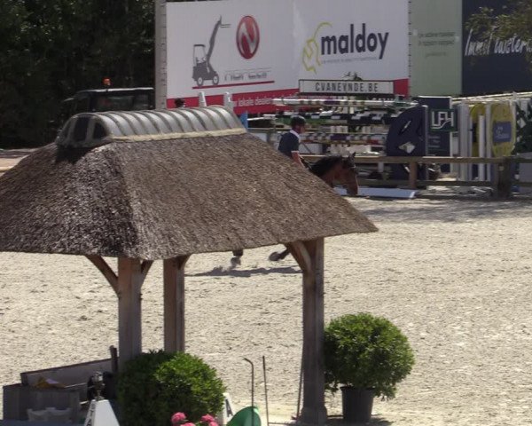 Gold +Cyclus Jonge Paarden in Lier (BEL) 2020