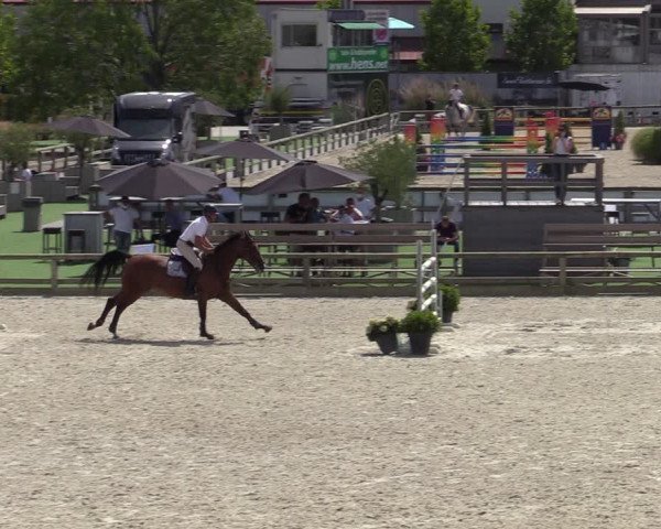 Gold +Cyclus Jonge Paarden in Lier (BEL) 2020