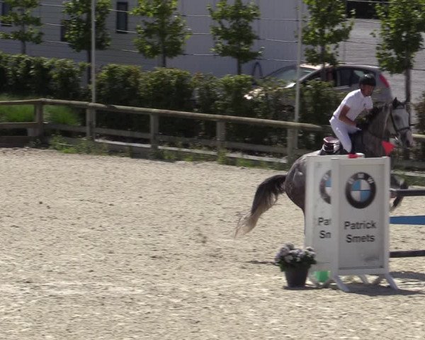 Gold +Cyclus Jonge Paarden in Lier (BEL) 2020