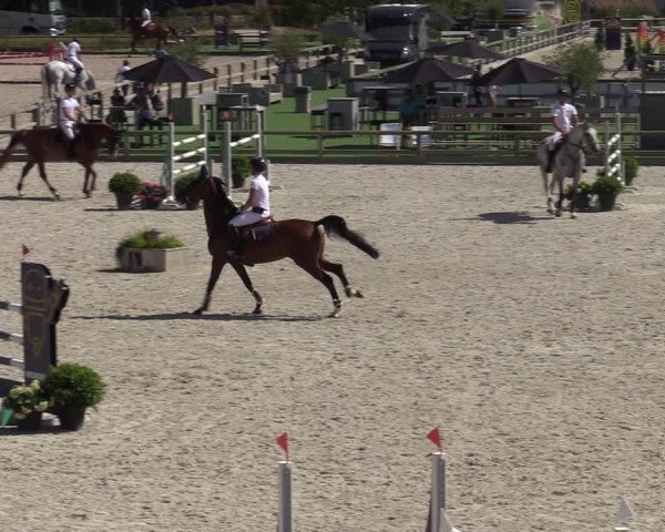 Gold +Cyclus Jonge Paarden in Lier (BEL) 2020
