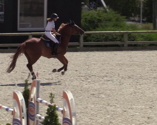 Gold +Cyclus Jonge Paarden in Lier (BEL) 2020