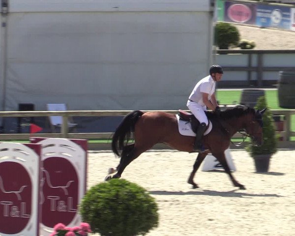 Gold +Cyclus Jonge Paarden in Lier (BEL) 2020
