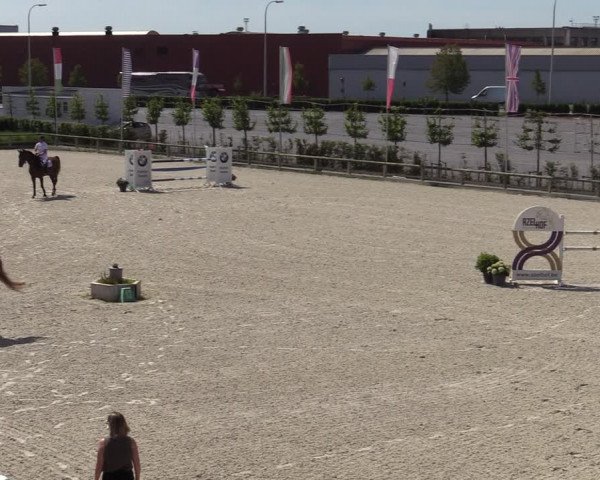 Gold +Cyclus Jonge Paarden in Lier (BEL) 2020