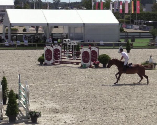 Gold +Cyclus Jonge Paarden in Lier (BEL) 2020