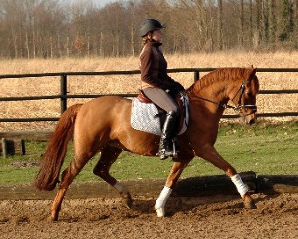 broodmare Gladys 68 (German Riding Pony, 1992, from Bolero) broodmare Gladys 68 (German Riding Pony, 1992, from Bolero)