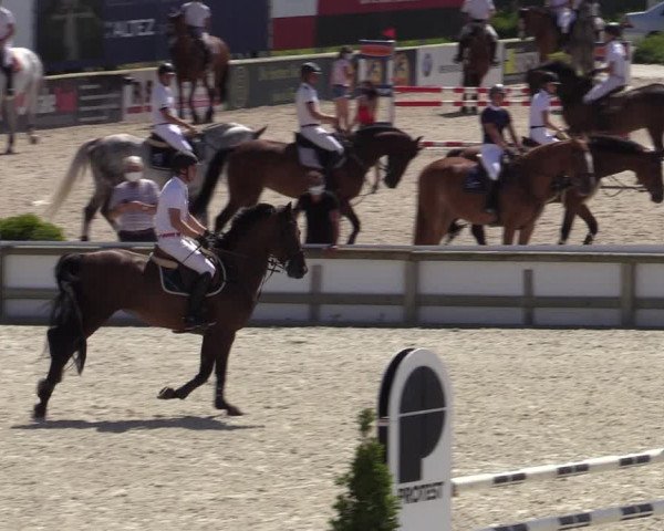 Gold +Cyclus Jonge Paarden in Lier (BEL) 2020
