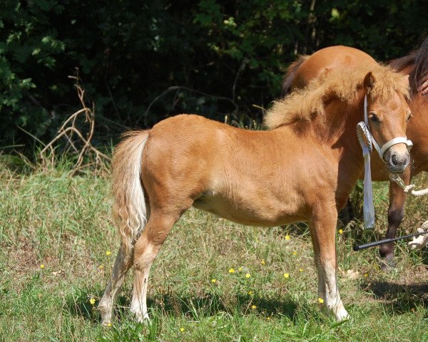 broodmare Tiponis Sonjador (Shetland pony (under 87 cm), 2015, from Birchwood Golden Top) broodmare Tiponis Sonjador (Shetland pony (under 87 cm), 2015, from Birchwood Golden Top)