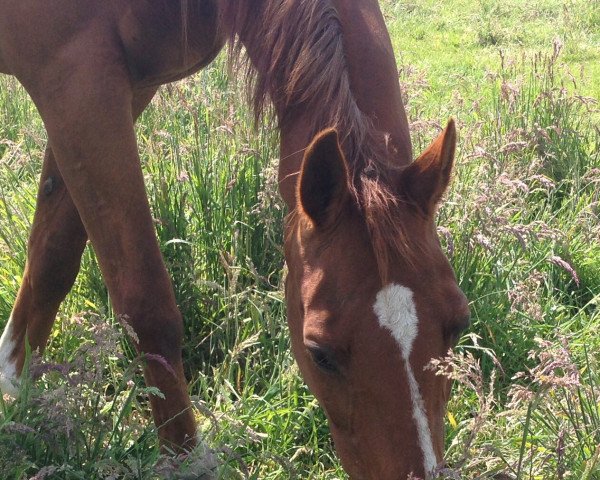 broodmare Amarena (Oldenburg, 1989, from Sion)