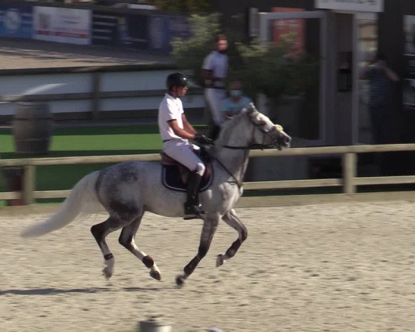 Gold +Cyclus Jonge Paarden in Lier (BEL) 2020