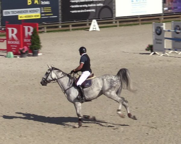 Gold +Cyclus Jonge Paarden in Lier (BEL) 2020