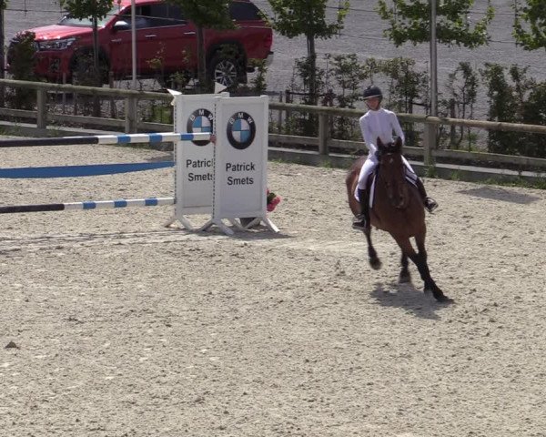 Gold +Cyclus Jonge Paarden in Lier (BEL) 2020