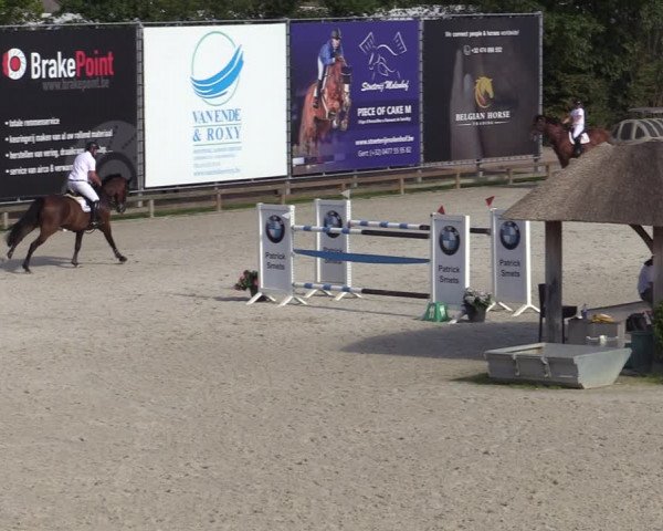 Gold +Cyclus Jonge Paarden in Lier (BEL) 2020