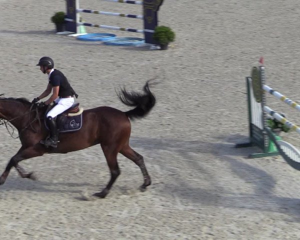 Gold +Cyclus Jonge Paarden in Lier (BEL) 2020