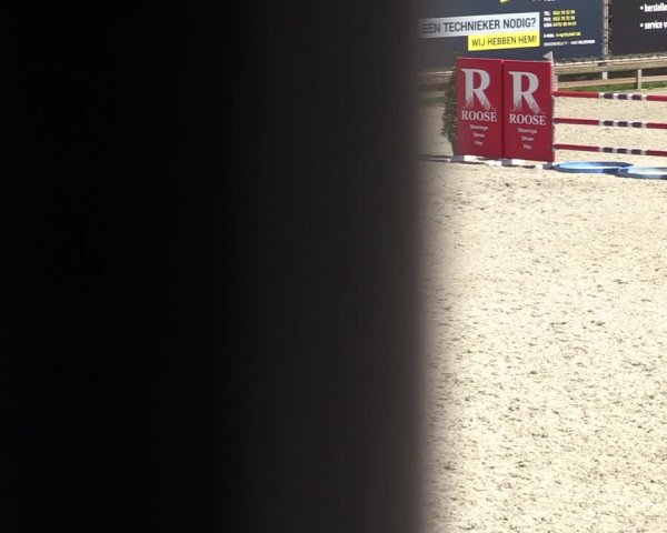 Gold +Cyclus Jonge Paarden in Lier (BEL) 2020
