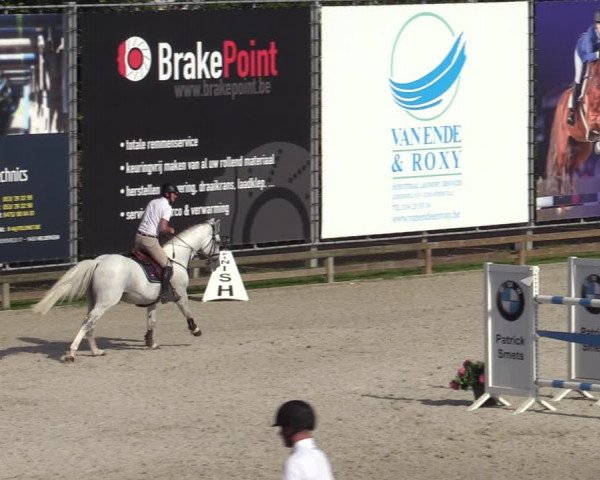 Gold +Cyclus Jonge Paarden in Lier (BEL) 2020