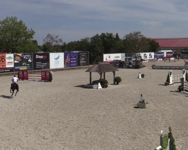 Gold +Cyclus Jonge Paarden in Lier (BEL) 2020