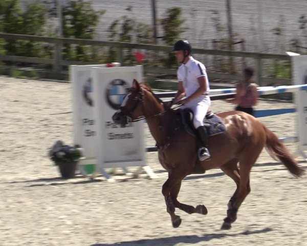 Gold +Cyclus Jonge Paarden in Lier (BEL) 2020