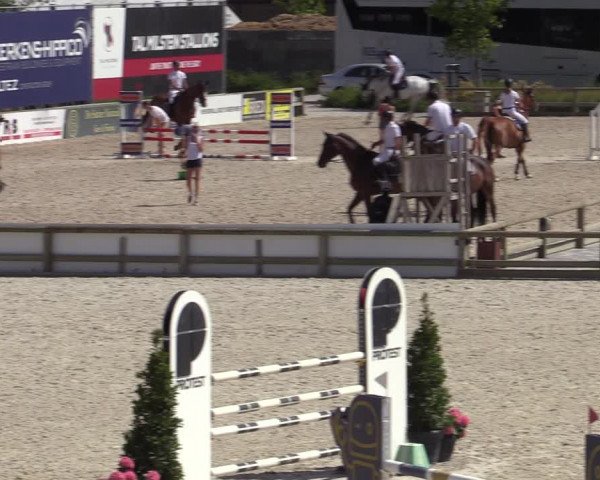 Gold +Cyclus Jonge Paarden in Lier (BEL) 2020