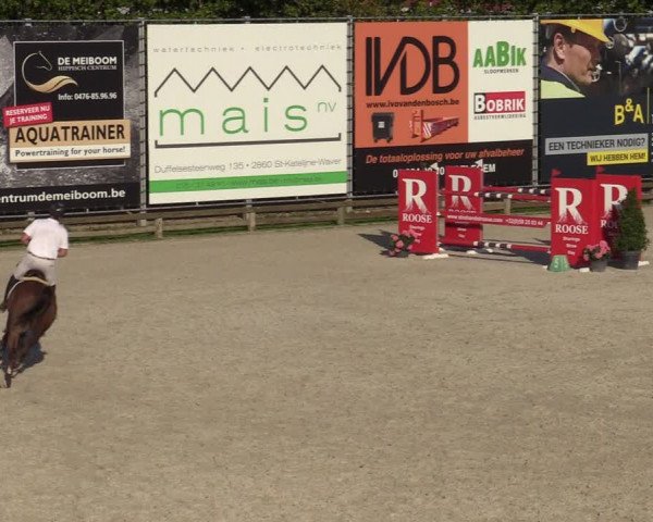 Gold +Cyclus Jonge Paarden in Lier (BEL) 2020