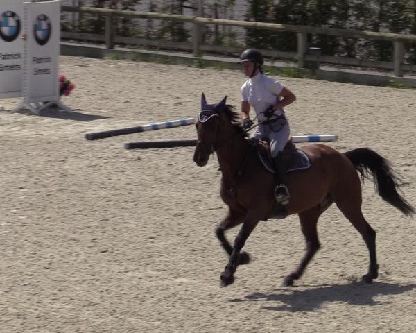 Gold +Cyclus Jonge Paarden in Lier (BEL) 2020