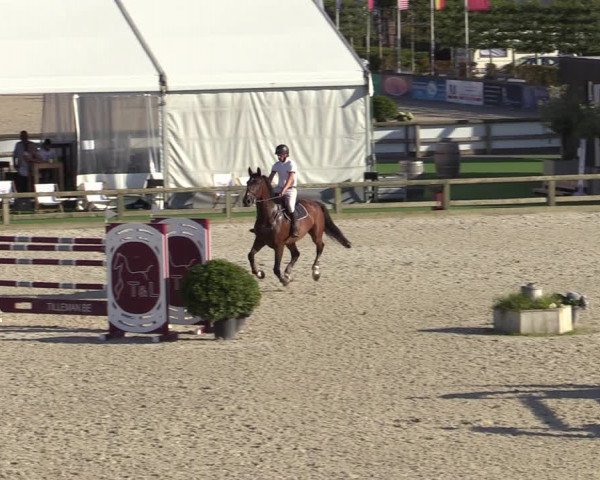 Gold +Cyclus Jonge Paarden in Lier (BEL) 2020